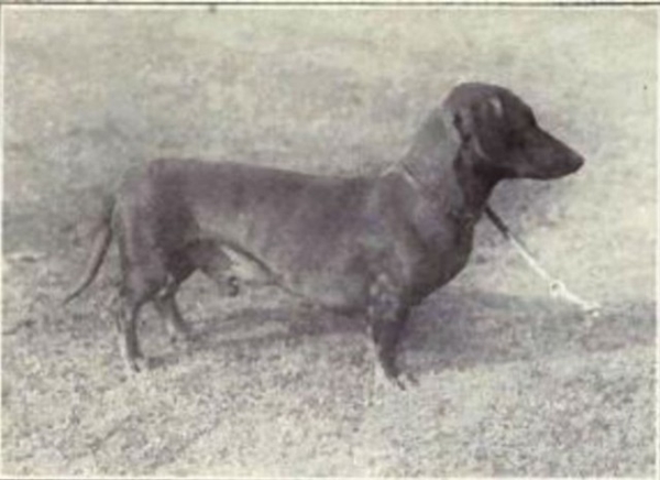 Foto - Köpeklerin 100 yıllık değişimi