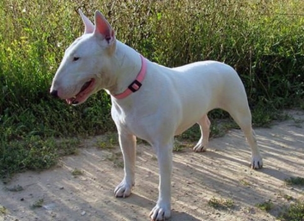 Foto - Köpeklerin 100 yıllık değişimi