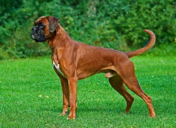 Foto - Köpeklerin 100 yıllık değişimi