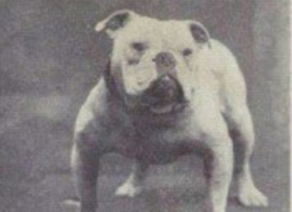 Foto - Köpeklerin 100 yıllık değişimi