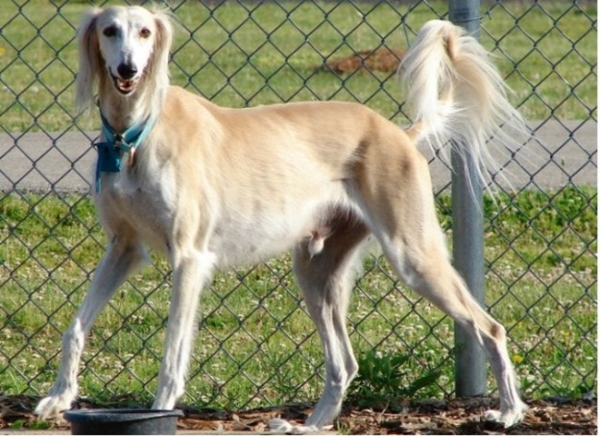 Foto - Köpeklerin 100 yıllık değişimi