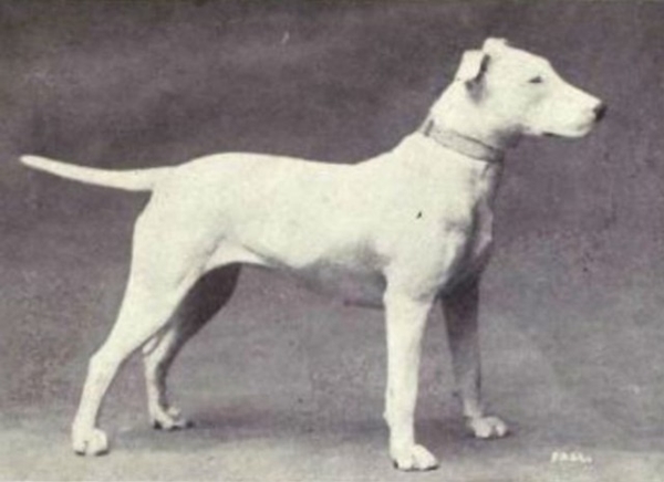 Foto - Köpeklerin 100 yıllık değişimi