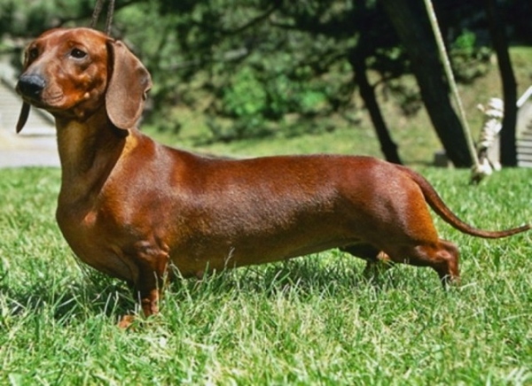 Foto - Köpeklerin 100 yıllık değişimi