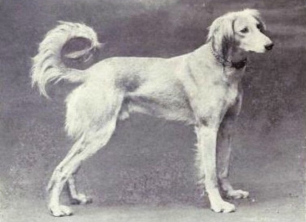 Foto - Köpeklerin 100 yıllık değişimi