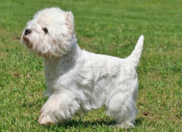 Foto - Köpeklerin 100 yıllık değişimi