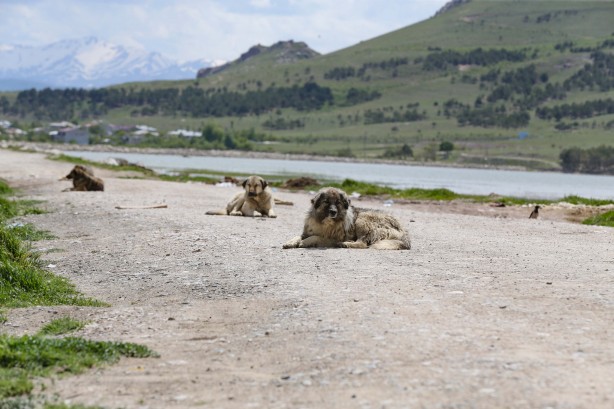 Foto - Köpeklerin öldürdüğü çocuğun ailesi düzenleme istedi