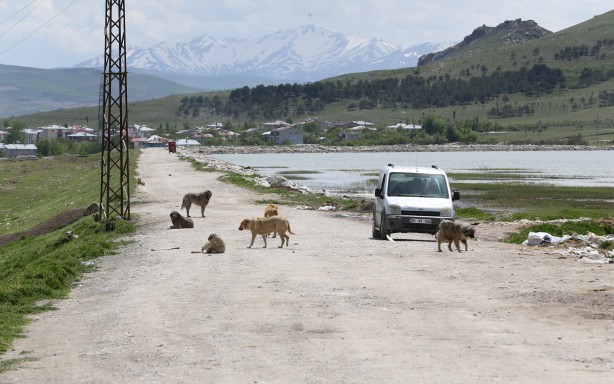 Foto - Köpeklerin öldürdüğü çocuğun ailesi düzenleme istedi