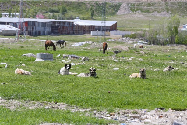 Köpeklerin öldürdüğü çocuğun ailesi düzenleme istedi