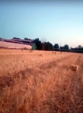 Foto - Köpeklerin saldırısında yaralanmıştı! O çocuk 22 gün sonra taburcu oldu