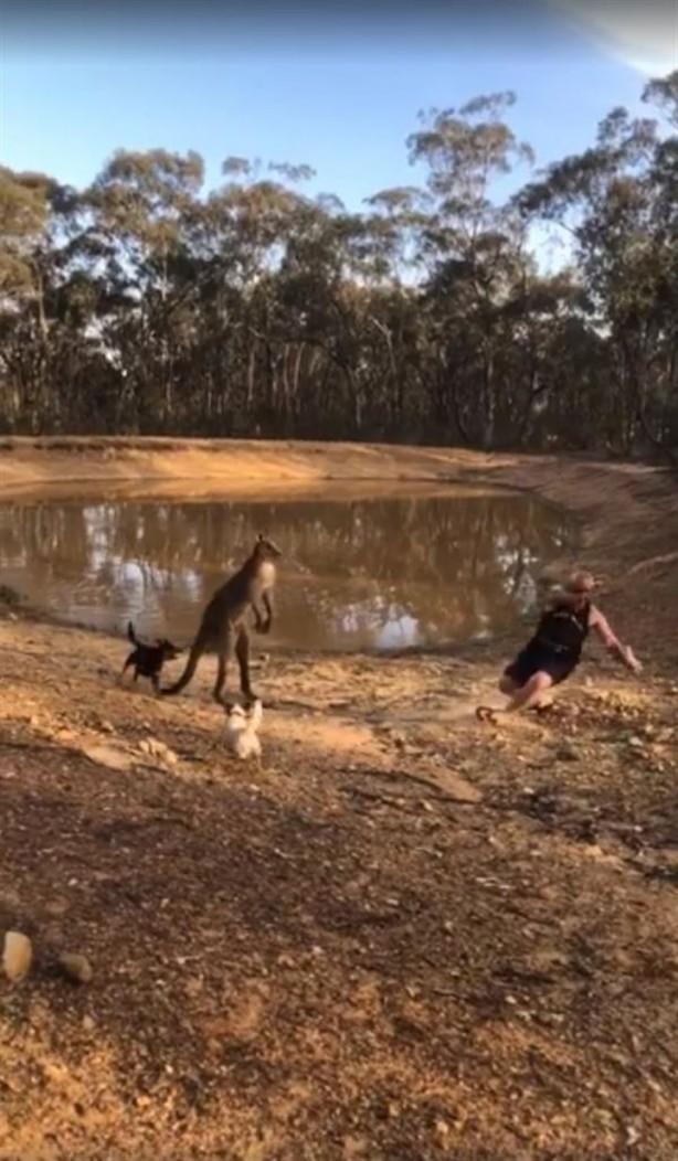 Foto - Köpeklerini korumak isterken kangurudan dayak yedi