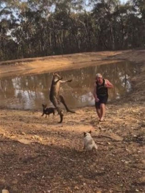 Foto - Köpeklerini korumak isterken kangurudan dayak yedi
