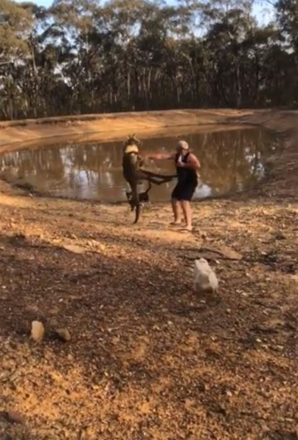 Foto - Köpeklerini korumak isterken kangurudan dayak yedi