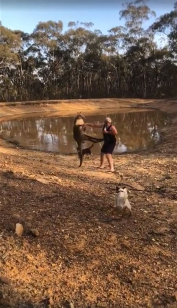 Foto - Köpeklerini korumak isterken kangurudan dayak yedi