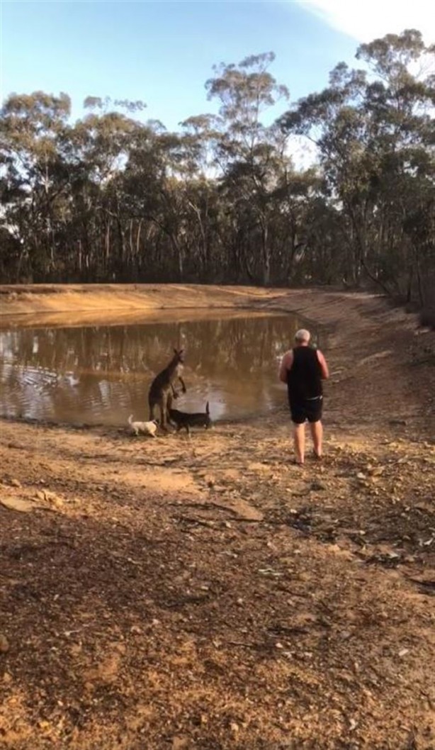 Foto - Köpeklerini korumak isterken kangurudan dayak yedi