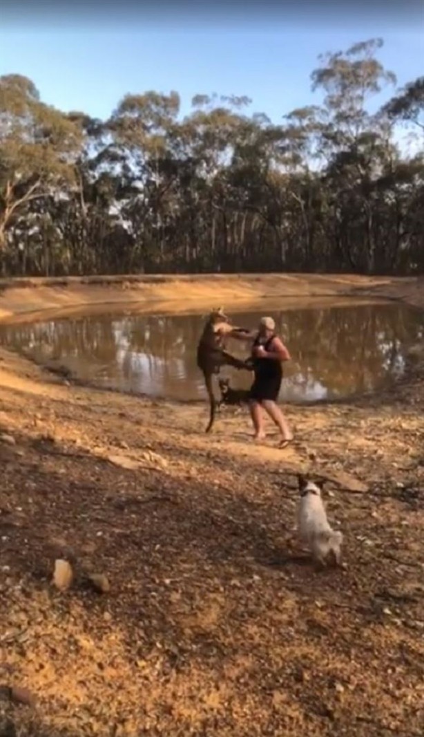 Foto - Köpeklerini korumak isterken kangurudan dayak yedi
