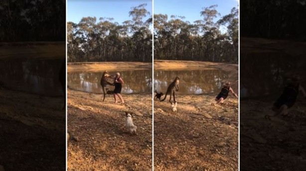 Köpeklerini korumak isterken kangurudan dayak yedi