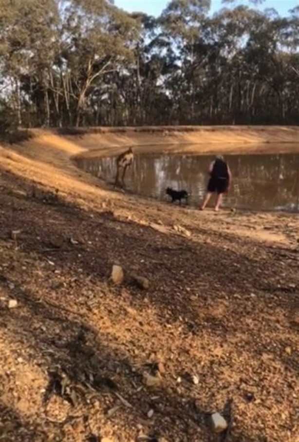 Foto - Köpeklerini korumak isterken kangurudan dayak yedi