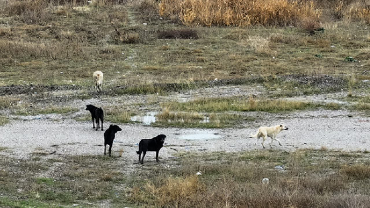 Köpekperestlerin ihmali vahşete neden oldu! Çocukları köpek saldırısına uğrayan aileler isyan etti: Artık yeter…