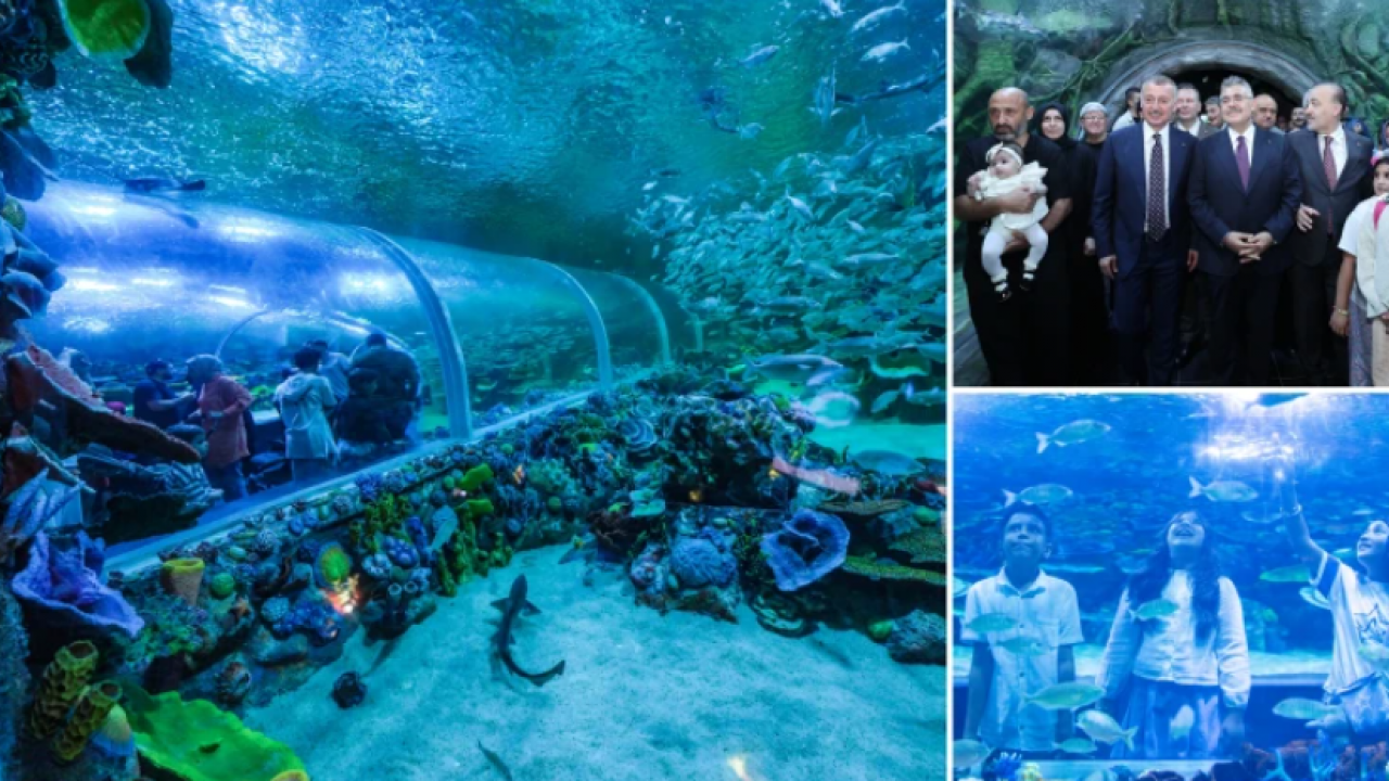 Körfez Aqua’dan enfes manzaralar! Kocaeli'de su altının yeni vitrini