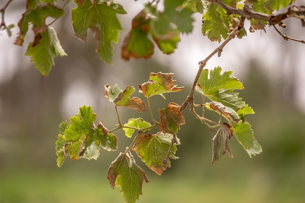 Foto - Körfez’de kimyasallar felakete yol açıyor