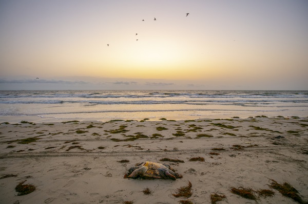 Foto - Körfez’de kimyasallar felakete yol açıyor