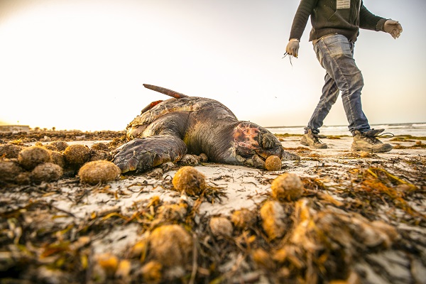 Foto - Körfez’de kimyasallar felakete yol açıyor