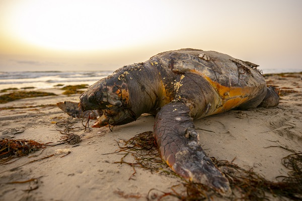 Foto - Körfez’de kimyasallar felakete yol açıyor