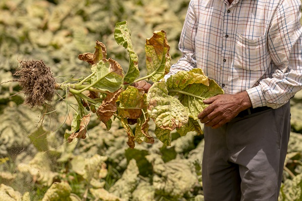 Foto - Körfez’de kimyasallar felakete yol açıyor