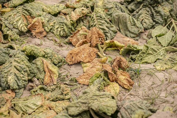 Foto - Körfez’de kimyasallar felakete yol açıyor