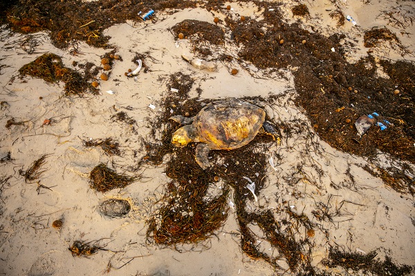 Foto - Körfez’de kimyasallar felakete yol açıyor