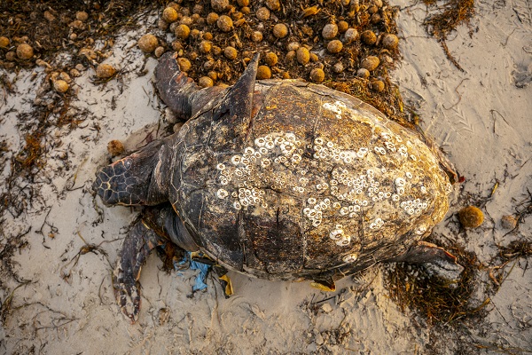 Foto - Körfez’de kimyasallar felakete yol açıyor