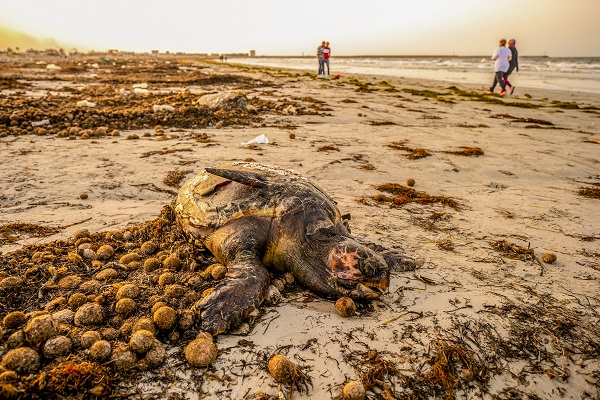 Foto - Körfez’de kimyasallar felakete yol açıyor