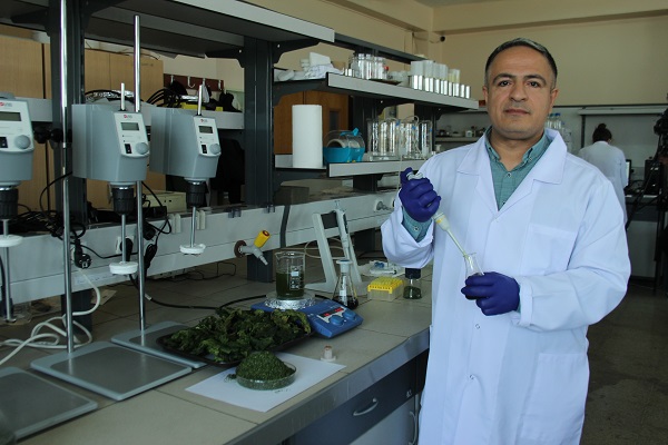 Foto - Körfez’i kirleten deniz marulundan öyle bir şey yapıldı ki!