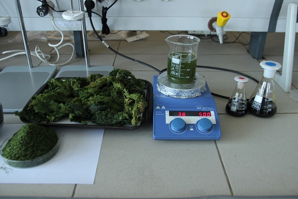 Foto - Körfez’i kirleten deniz marulundan öyle bir şey yapıldı ki!