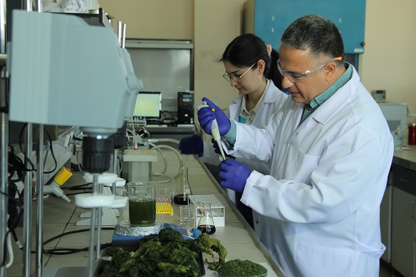 Foto - Körfez’i kirleten deniz marulundan öyle bir şey yapıldı ki!