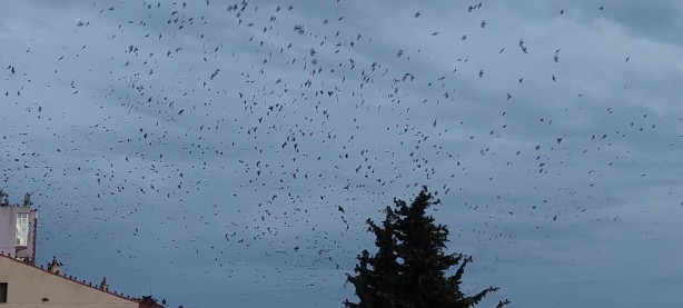 Korku sahnelerini aratmayan görüntü! Gökyüzüne bakan hayret etti