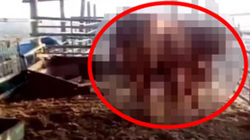 Korkunç bir olay oldu! Ve o canlı doğdu! Kıyamet resmen yaklaşıyor 