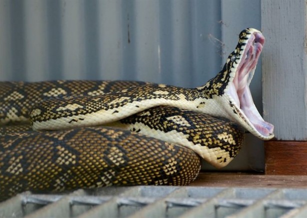 Foto - Korkunç gerçek veterinere gidince ortaya çıktı!