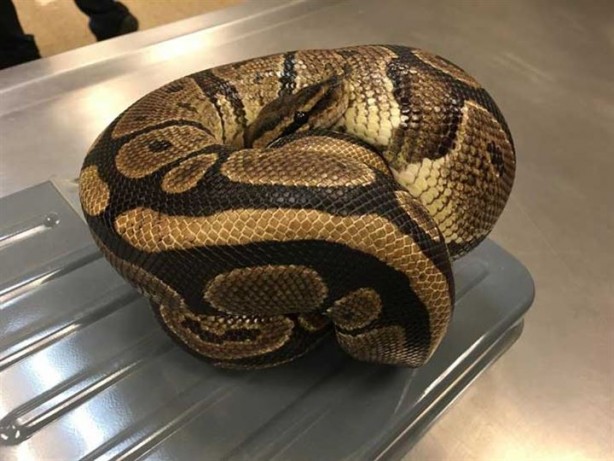 Foto - Korkunç gerçek veterinere gidince ortaya çıktı!