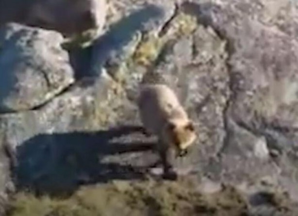 Foto - Korkunç olay! Ayı 16 yaşındaki çocuğu yedi