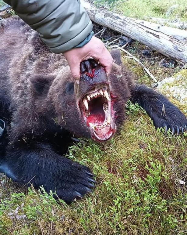 Foto - Korkunç olay! Ayı 16 yaşındaki çocuğu yedi