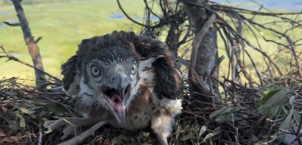 Foto - Korkusuzca kartal yuvasına tırmanıp yavrularını görüntüledi