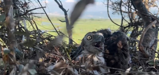 Foto - Korkusuzca kartal yuvasına tırmanıp yavrularını görüntüledi