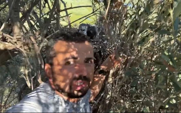 Foto - Korkusuzca kartal yuvasına tırmanıp yavrularını görüntüledi