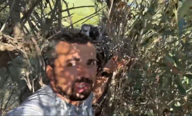 Foto - Korkusuzca kartal yuvasına tırmanıp yavrularını görüntüledi