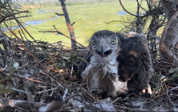 Korkusuzca kartal yuvasına tırmanıp yavrularını görüntüledi