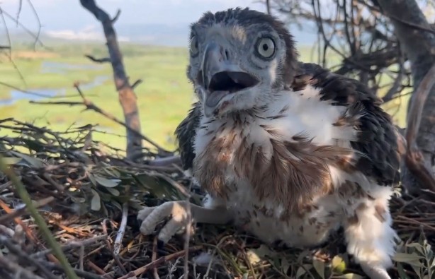 Foto - Korkusuzca kartal yuvasına tırmanıp yavrularını görüntüledi