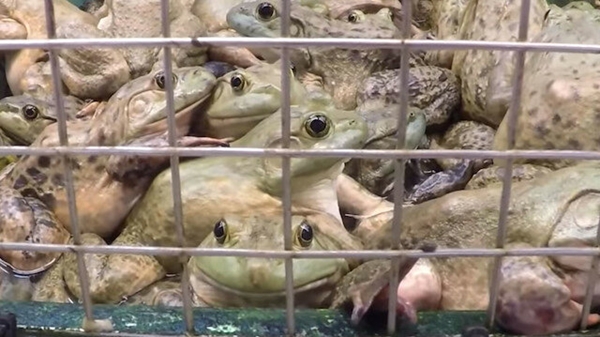 Foto - Korkutan açıklama! Koronavirüsün yayıldığı pazardan daha tehlikelisi gelecek