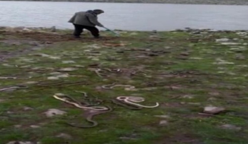 Foto - Mahallede yaşayanlar, göl kenarında gördükleri onlarca yılanı öldürdü. 