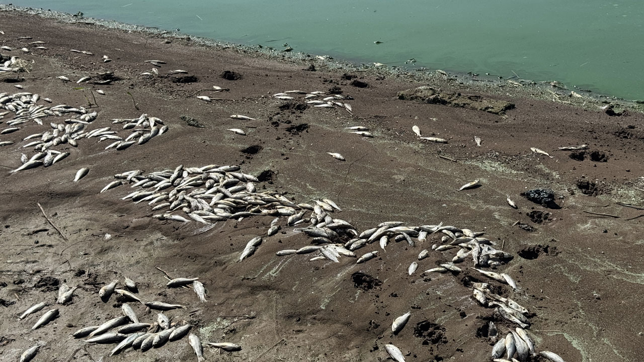Foto - Korkutan manzara! Kahramanmaraş’ta gizemli balık ölümleri